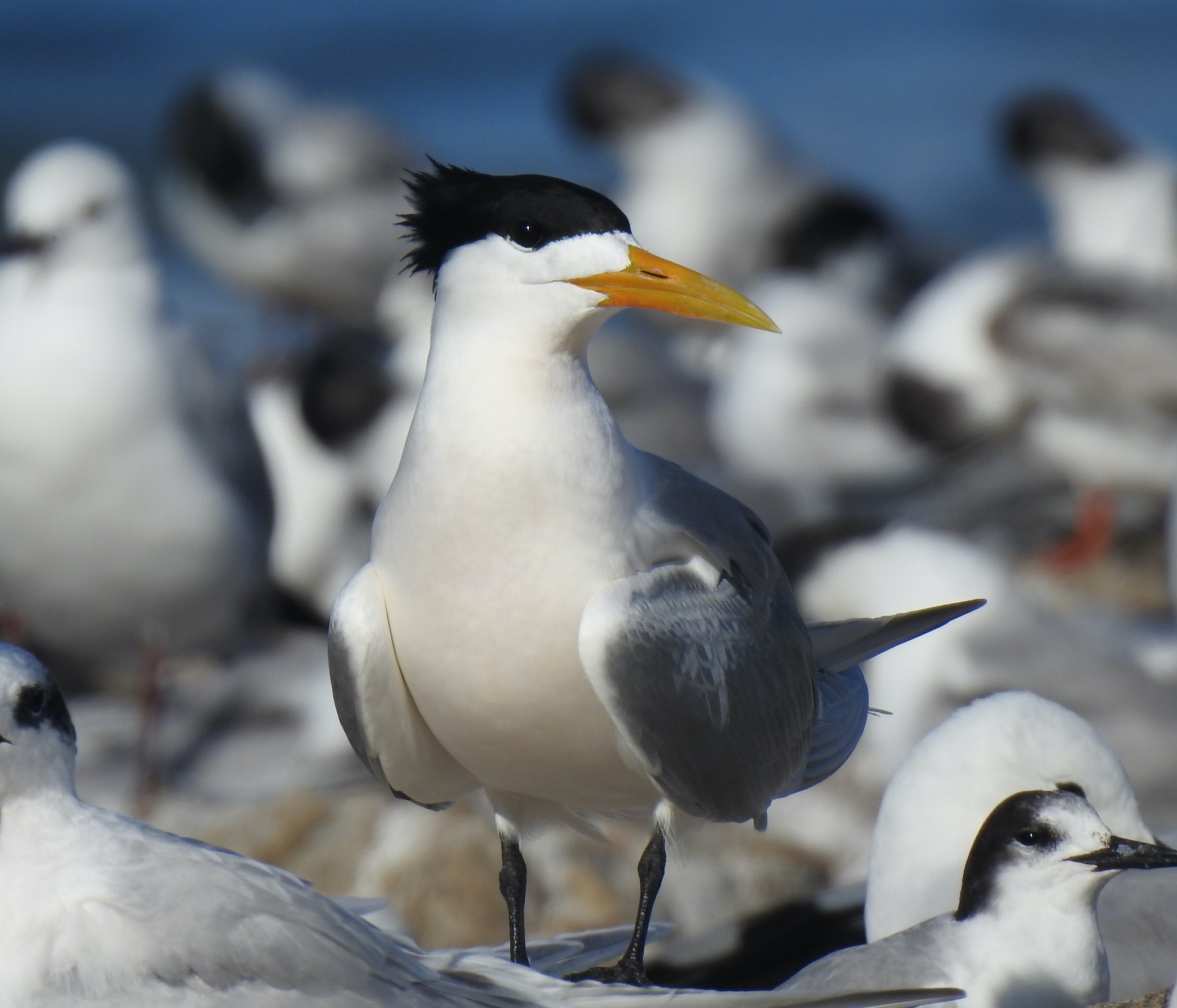 Australia to Vaccinate Birds Against H5N1